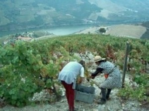 quinta infantado- working in the vineyard
